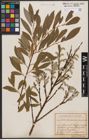 Foto von Salix daphnoides Vill. x Salix purpurea L.